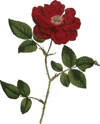 Al-Warda - Die Rose